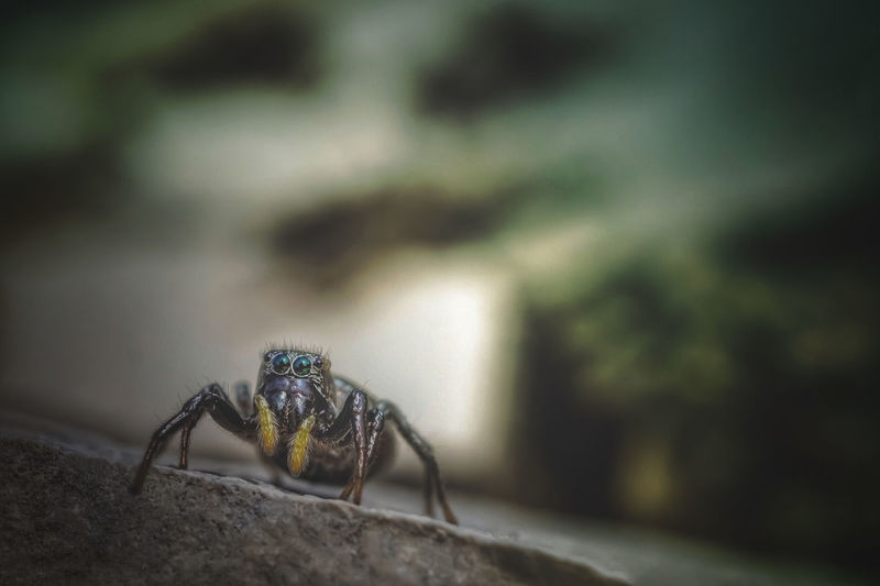 Close-up of spider