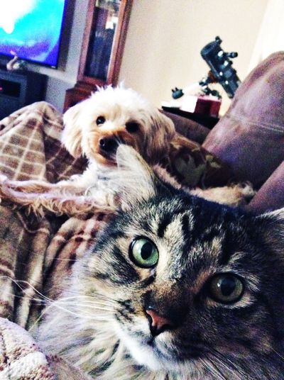 Close-up of cat