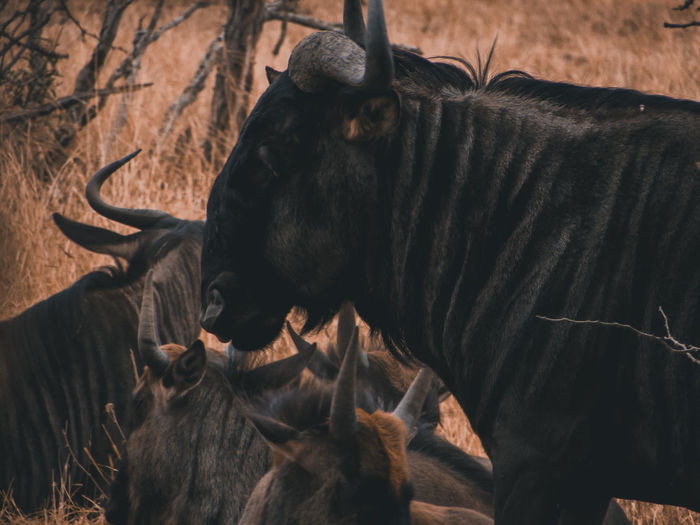View of a wildebeest in the ground
