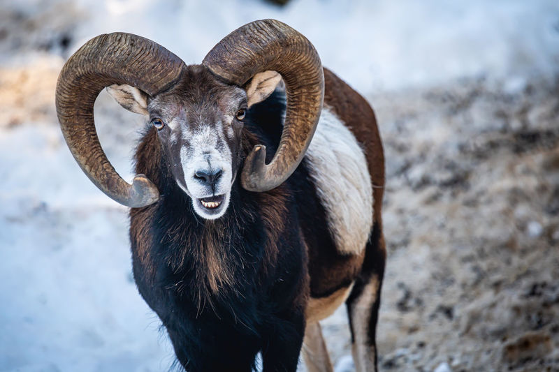 European mouflon of corsica .one male ovis aries musimon opening mouth. beauty in nature.