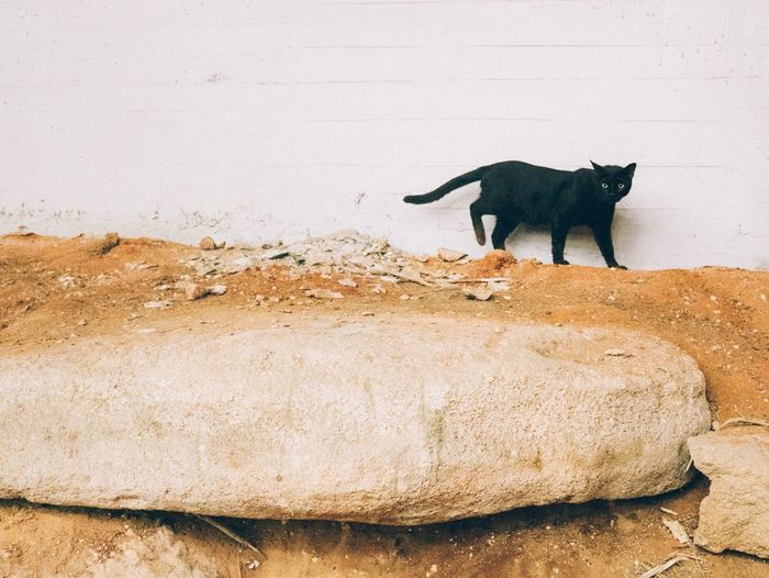 Black cat walking against white wall at yard