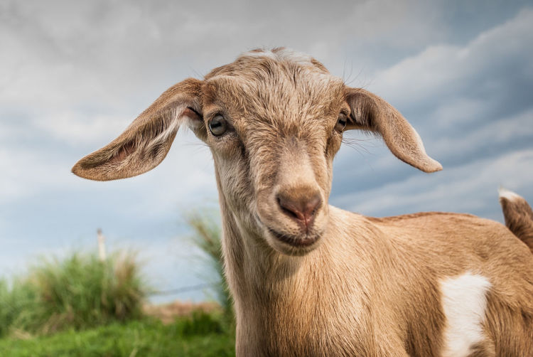 Close-up portrait of a goat on field