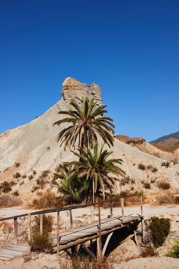 Palm tree in desert against clear blue sky