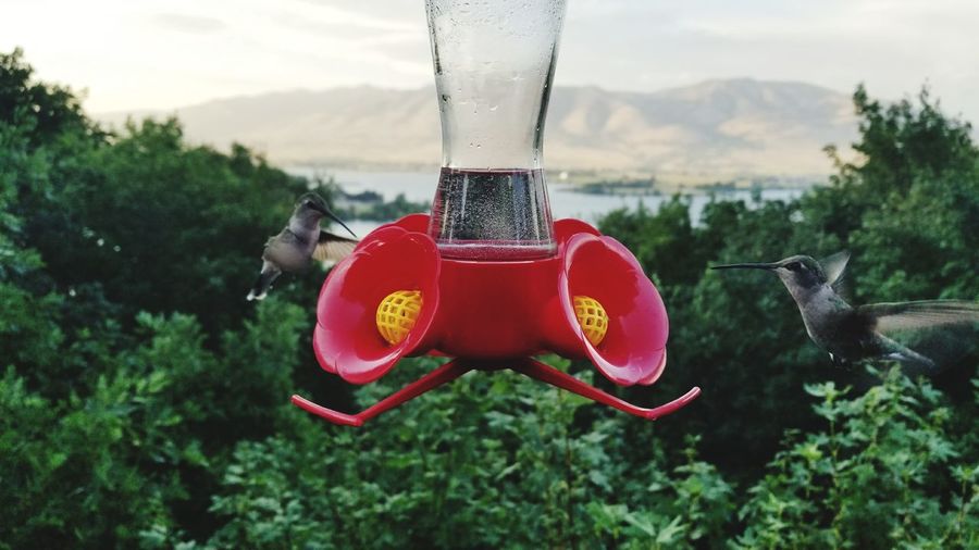 Close-up of bird on red feeder against sky