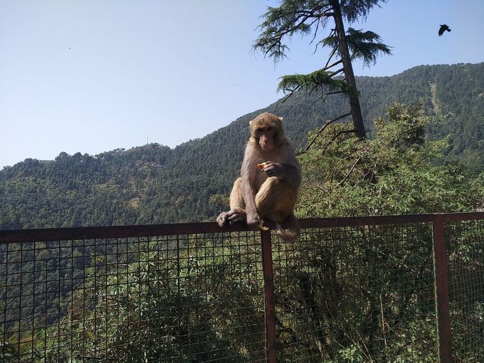 Monkey sitting on railing against mountain