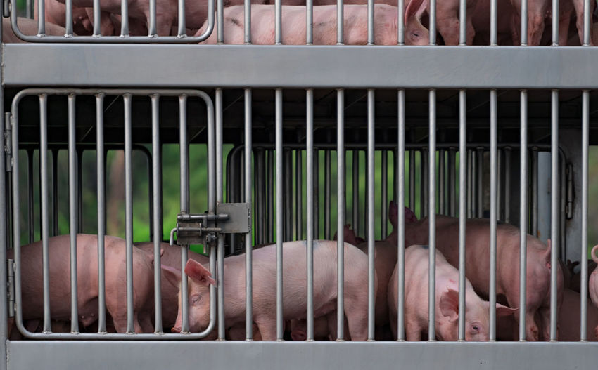 Pigs in truck transport from farm to slaughterhouse. african swine fever and swine flu.