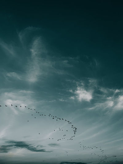 Moody sky group of birds flying above clouds