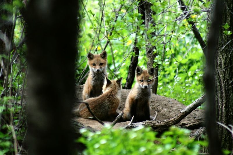 Fox pups sitting on rock in forest