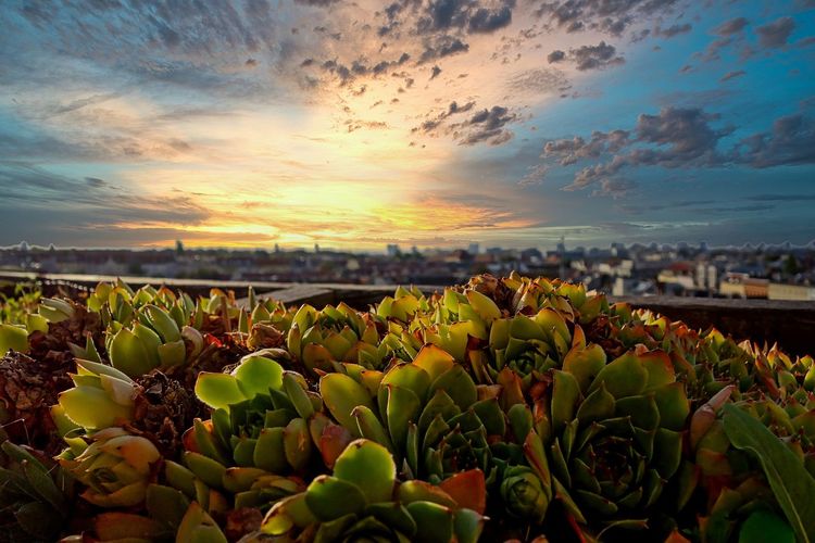 Close-up of flowering plants on land against sky during sunset
