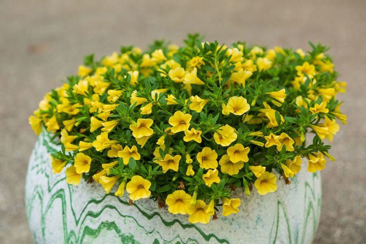 Close-up of yellow flower pot