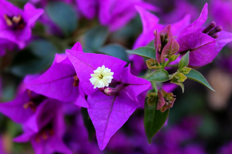 Close-up of bougainvillea blooming outdoors