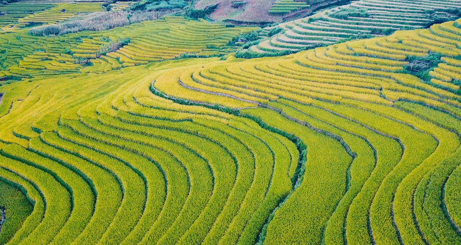 Full frame shot of rice paddy