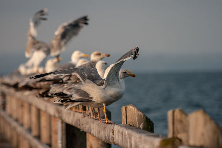 Seagulls perching on railing against sea