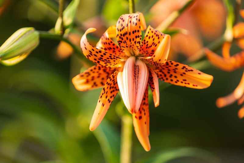 Close-up of butterfly lily on plant