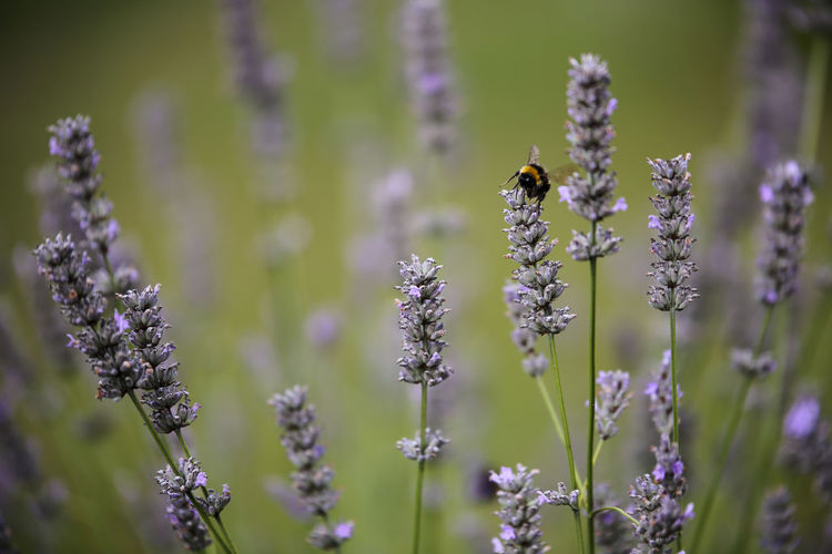 Close-up of bee pollinating on flower