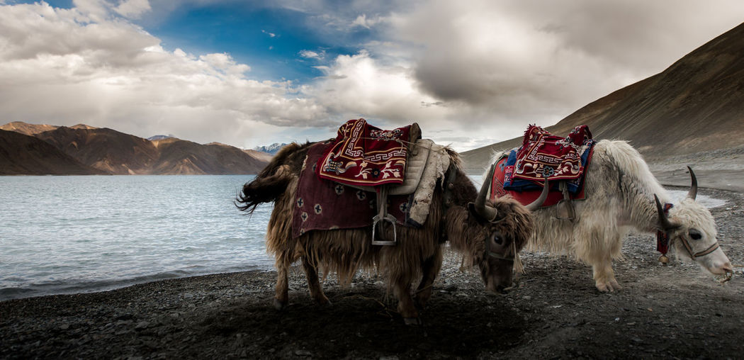 Yaks on mountain against sky