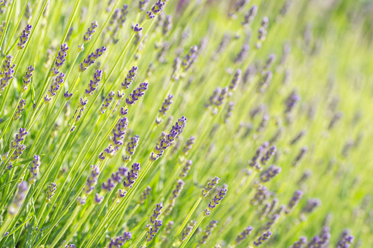 Close-up of fresh purple flowering plants on field