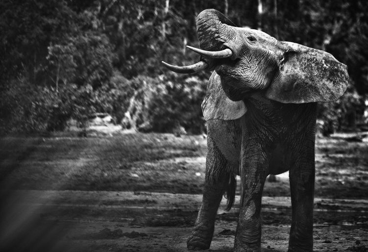 Forest elephants (loxodonta africana cyclotis) in dzanga bai.dzanga-sangha