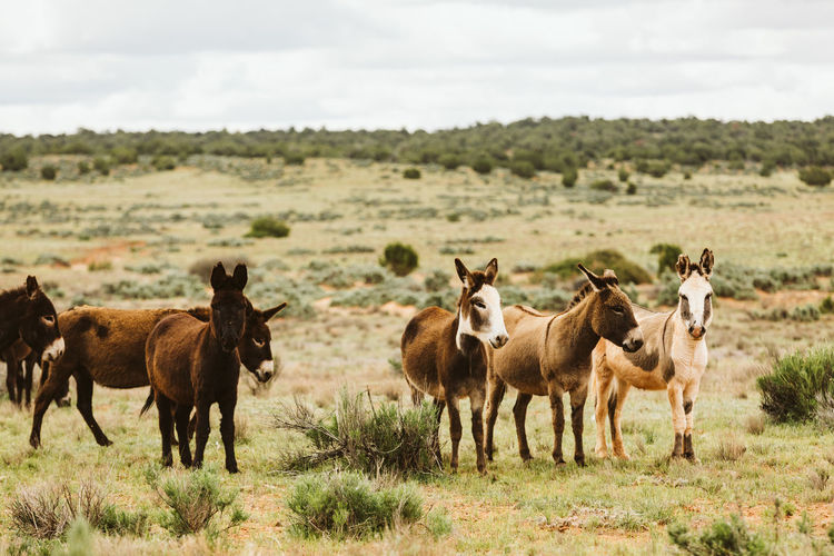 Wild donkeys of the sinbad herd graze on blm land of utah deserts