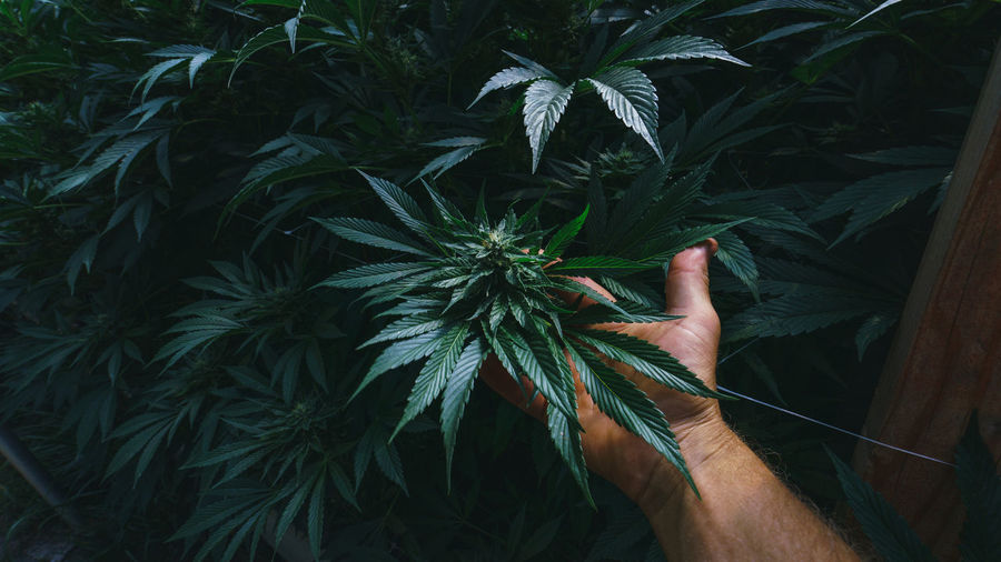 Midsection of man holding marihuana plant