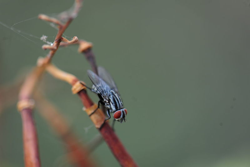 Close-up of insect on plant