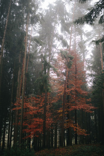 Trees in forest
