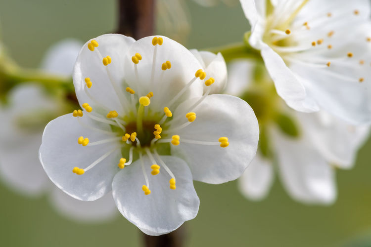 Macro shot of sloe blossom