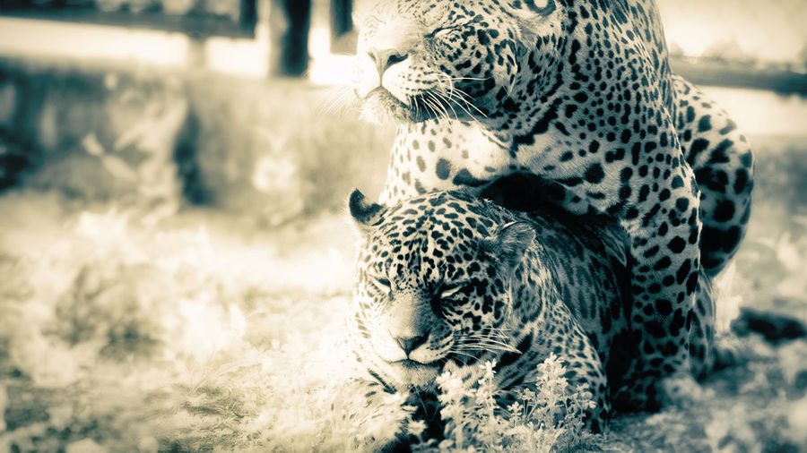Close-up of leopards mating against blurred background