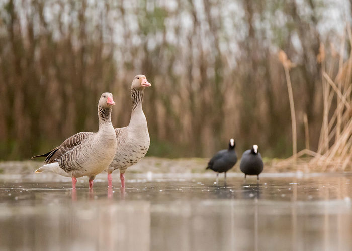 Geese and coots in lake