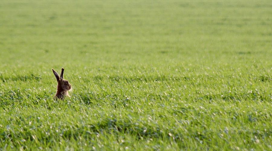 Hare on grassy field