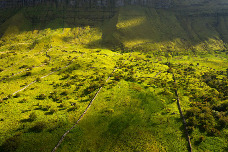 High angle view of trees growing on land
