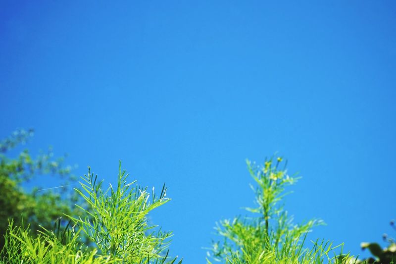 Low angle view of lush foliage against blue sky