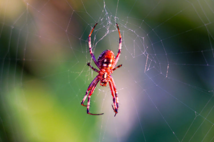 Close-up of an orb weaver spider in a vineyard near fresno