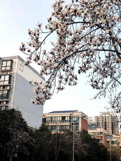 Low angle view of cherry blossoms against buildings