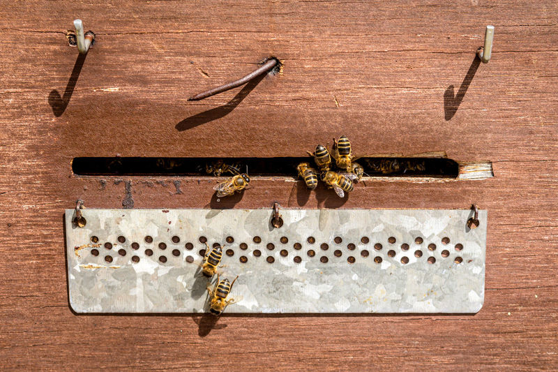 Bees flying in front of the hive entry