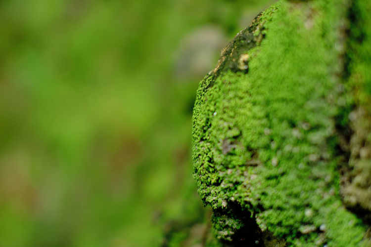 Close-up of lichen on moss covered land