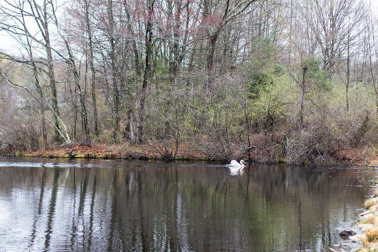 Swan on lake in forest