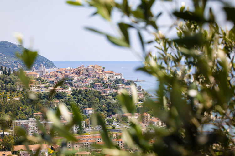 Landscape of the ligurian coast of imperia with houses, sea and olive tree