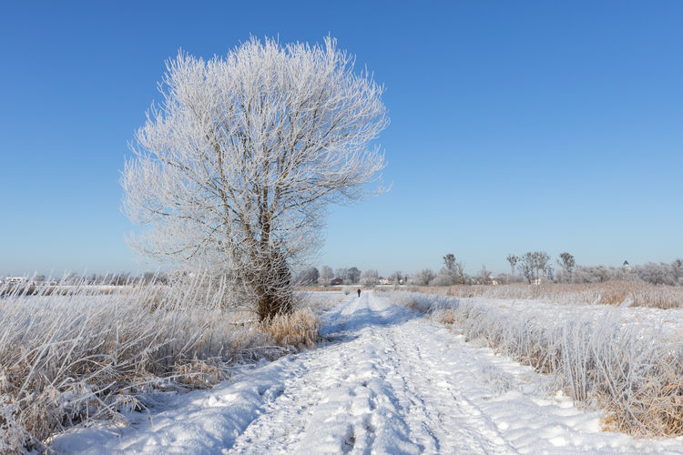 Bare tree on snow covered field against clear blue sky