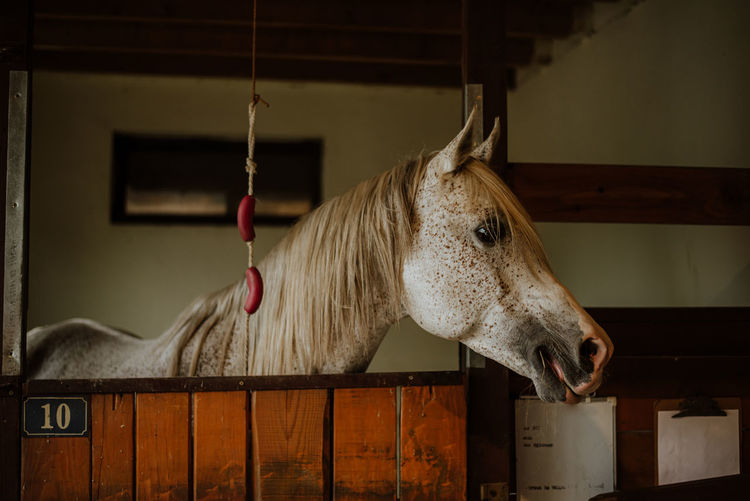 Close-up of horse standing at home