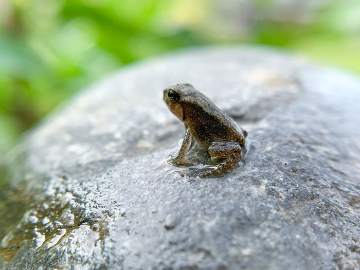 Close-up of frog on rock