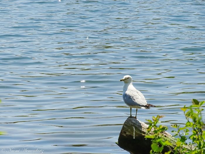 Scenic view of seagull perching near water