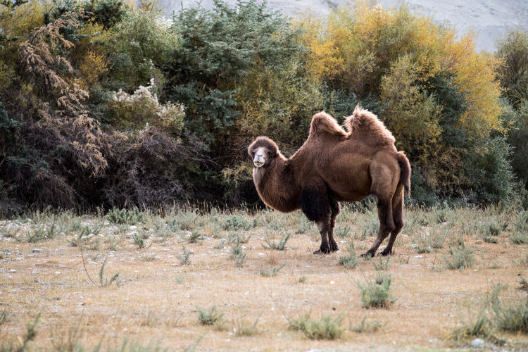 Side view of bactrian camel on field