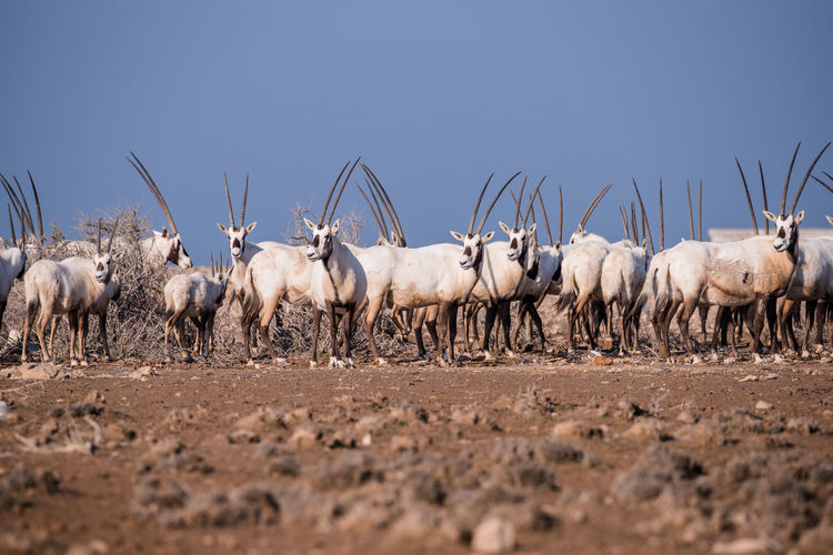 Group of arabian oryx on field against clear sky
