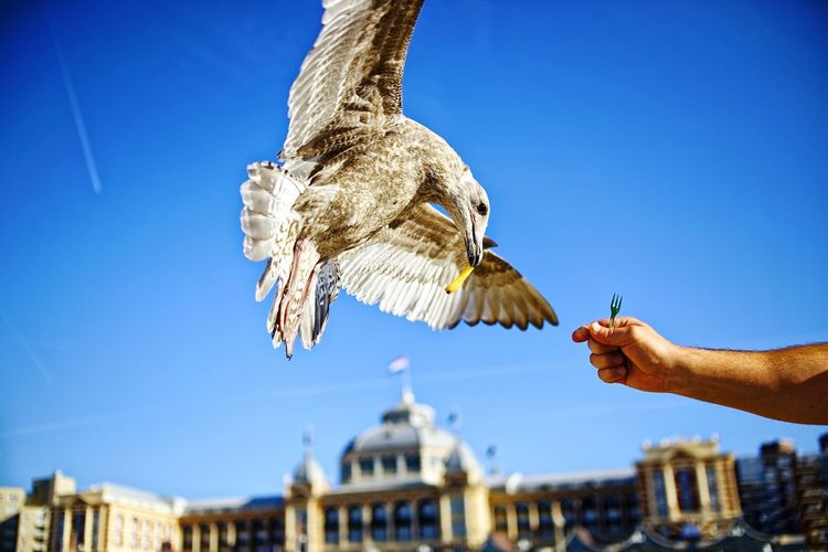 Close-up of hand holding seagull flying against blue sky