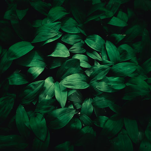 Full frame shot of green leaves on plant