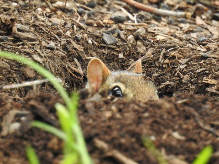 Chipmunk in burrow
