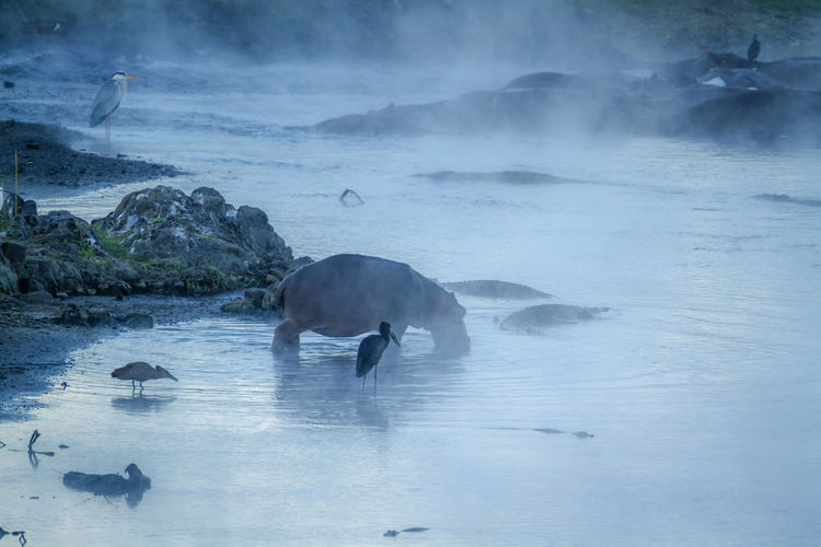 Hippopotamus with birds in lake during foggy weather
