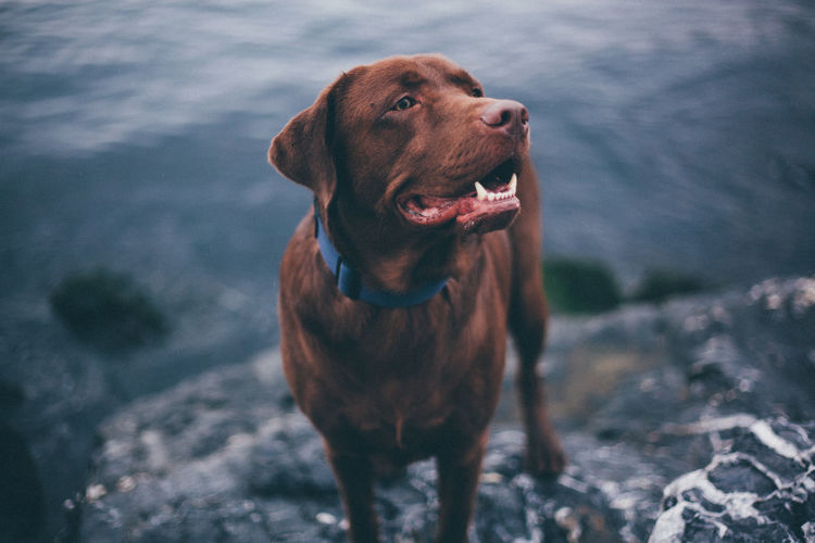 Chocolate labrador dog standing on rock at lakeshore