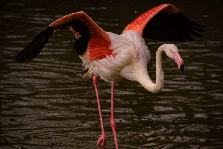 Pink flamingo taking flight in the munich zoo